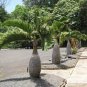 10 Seeds Rainbow Japanese Bottle Palm Bonsai Tree Exotic Plants