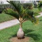 10 Seeds Rainbow Japanese Bottle Palm Bonsai Tree Exotic Plants