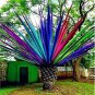 10 Seeds Rainbow Japanese Bottle Palm Bonsai Tree Exotic Plants Tropical Ornamental Balcony