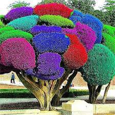 50 Seedsw Rainbow Pine Tree Plants Japanese Bonsai Perennial Pinus Thunbergii plantas