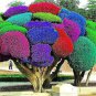50 Seedsw Rainbow Pine Tree Plants Japanese Bonsai Perennial Pinus Thunbergii plantas