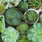 100 Seeds Rainbow YuLu Bonsai, Potted Succulents Fleshy Shining Green Plants