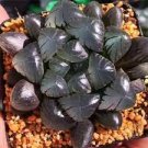 100 Seedsq Rainbow YuLu Bonsai, Potted Succulents Fleshy Shining Green Plants