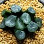 100 Seedsq Rainbow YuLu Bonsai, Potted Succulents Fleshy Shining Green Plants