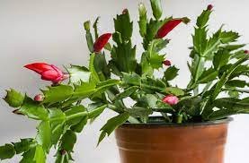 200 Seedsv Rainbow Zygocactus Truncatus