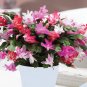 200 Seedsv Rainbow Zygocactus Truncatus