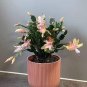 200 Seedsv Rainbow Zygocactus Truncatus