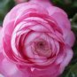 100 Seedsq Ranunculus asiaticus Flower Bonsai