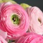 100 Seedsq Ranunculus asiaticus Flower Bonsai