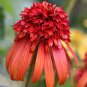 200 Seeds Rare 'Hot Papaya' Echinacea