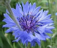 100 Seeds Rare 'Yangko' Light Blue Echinacea purpurea