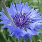 100 Seeds Rare 'Yangko' Light Blue Echinacea purpurea