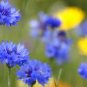 100 Seeds Rare 'Yangko' Light Blue Echinacea purpurea