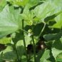 1000 Seeds RARE ANCIENT Chinese Mallow