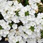 100 Seeds Rare Androsace Bonsai Garden Plants