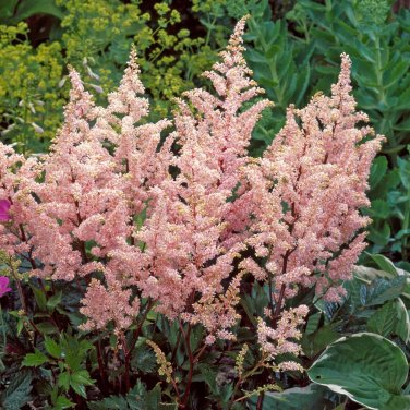 100 Seeds Rare Astilbe 'Peach Blossom' Astilbe Japonica Light Pink Color