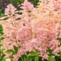 100 Seeds Rare Astilbe 'Peach Blossom' Astilbe Japonica Light Pink Color