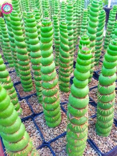 100 Seeds Rare Cactus Seeds Real Succulent Seeds Green Spiral Funny Bonsai Flower Plant