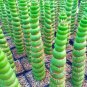 100 Seeds Rare Cactus Seeds Real Succulent Seeds Green Spiral Funny Bonsai Flower Plant