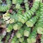 100 Seeds Rare Cactus Seeds Real Succulent Seeds Green Spiral Funny Bonsai Flower Plant