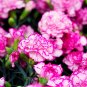 200 Seeds Rare Carnations Bonsai Flowers Bonsai Dianthus Caryophyllus Flowers Bonsai