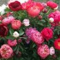 10 Seeds Rare Chinese Peony 2 Colors Available