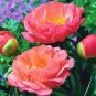 10 Seeds Rare Chinese Peony 2 Colors Available