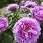 10 Seeds Rare Chinese Peony 2 Colors Available