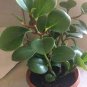 100 Seeds Rare Chinese Rare Peperomia Plant Variety Bonsai Tree