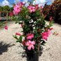 50 Seeds Rare Climbing Jasmine Flower