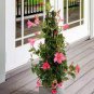 50 Seeds Rare Climbing Jasmine Flower