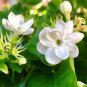 100 Seeds Rare Climbing Plants Bonsai Jasmine Flower Amazing Smell