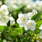 100 Seeds Rare Climbing Plants Bonsai Jasmine Flower Amazing Smell