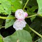 200 Seeds Rare Climbing Plants Jasmine Bonsai Amazing Smell & Beautiful Flowers
