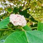 200 Seeds Rare Climbing Plants Jasmine Bonsai Amazing Smell & Beautiful Flowers