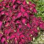 100 Seeds Rare Coleus Blumei Bonsai Seeds Fire Red Petals with Golden Ege Leaves