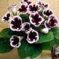 100 Seeds Rare Colorful Flower Mini Gloxinia Flores Perennial Flowering Plants