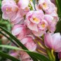 100 Seeds Rare Cymbidium Orchid Plant