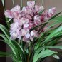 100 Seeds Rare Cymbidium Orchid Plant