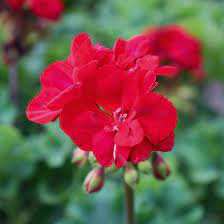 30 Seeds Rare Dark Red Geranium Bonsai