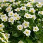 100 Seeds Rare Exacum Affine Bonsai Summer Skies Exacum Affine Flower Bonsai