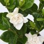 100 Seeds Rare Flower Gardenia Fragrant Indoor Office Desk Bonsai Evergreen Tree