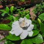 100 Seeds Rare Flower Gardenia Fragrant Indoor Office Desk Bonsai Evergreen Tree
