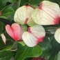 100 Seeds Rare Flower Plant Anthurium Bonsai Balcony Potted Plant Anthurium Flower