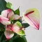 100 Seeds Rare Flower Plant Anthurium Bonsai Balcony Potted Plant Anthurium Flower