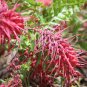 100 Seeds Rare Grevillea Flowers Beautiful Flower Australian Grevillea