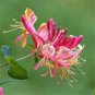 100 Seeds Rare Honeysuckle Bonsai Garden Climbing Perennial Vine Aromatic Jinyinhua