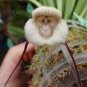 100 Seeds Rare Japanese Monkey face Orchid Khaki Color