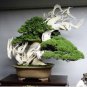100 Seeds Rare Japanese Zebrina Pendula Schnizl Bonsai Indoor Bonsai Tree
