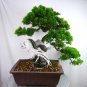 100 Seeds Rare Japanese Zebrina Pendula Schnizl Bonsai Indoor Bonsai Tree